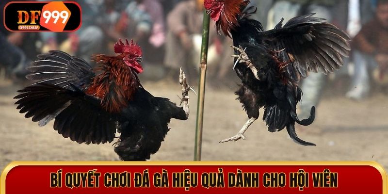 Bí quyết chơi đá gà hiệu quả dành cho hội viên