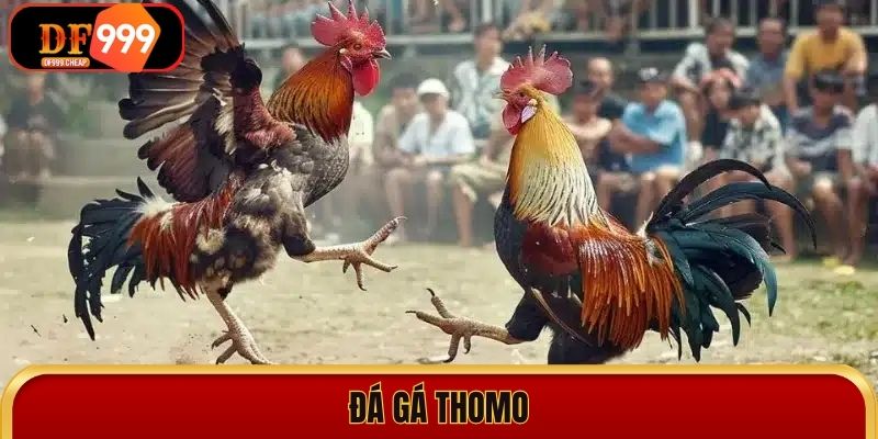 Trực Tiếp Đá Gà Thomo: Sân Chơi Hấp Dẫn Nhất Đông Nam Á