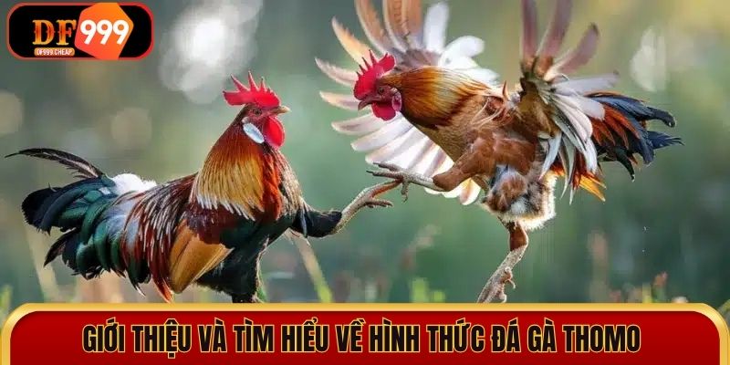 Giới thiệu và tìm hiểu về hình thức đá gà Thomo 