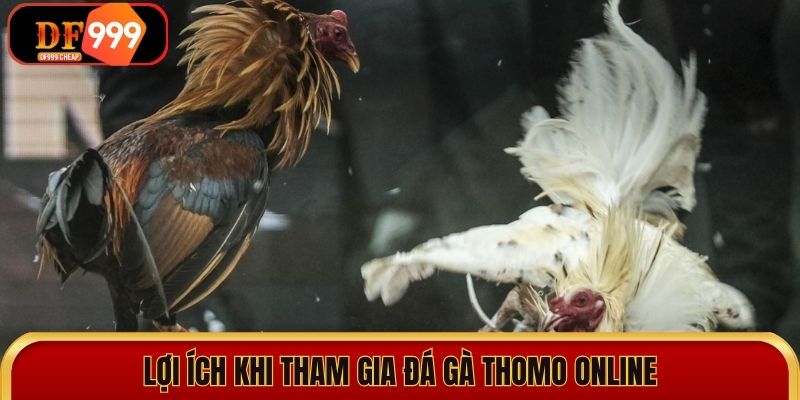 Lợi ích khi tham gia đá gà Thomo online