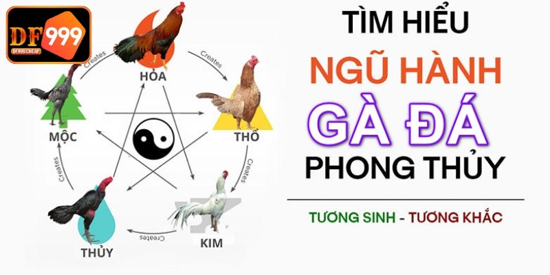 Đa dạng sắc tố chiến kê trong phong thủy ngũ hành